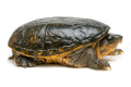Claudius angustatus Mexico adult female
